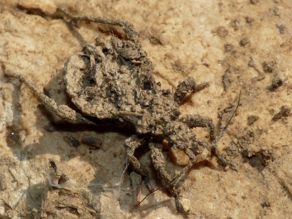 ninfa di Reduviidae,  dal Marocco